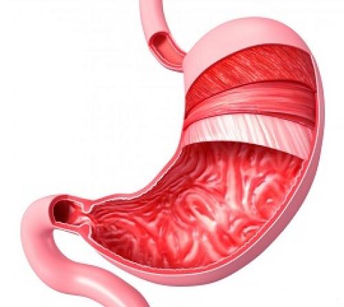Интересные факты о человеческом желудке. 9 интересных фактов о желудке