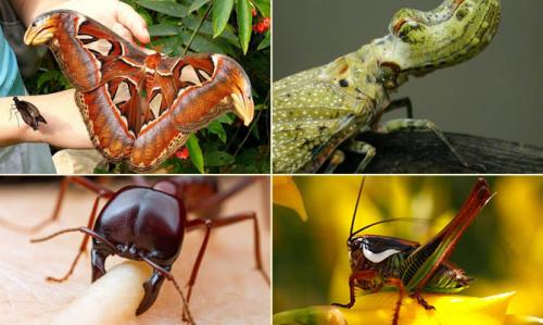 Интересные факты про насекомых. Интересные факты о насекомых + Видео