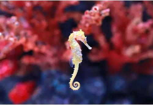 Интересные факты о морских обитателях. 12 самых невероятных фактов о морских животных, которые заставят вас удивляться!)