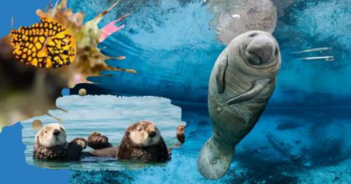 Интересные факты о морских обитателях. 12 самых невероятных фактов о морских животных, которые заставят вас удивляться!)