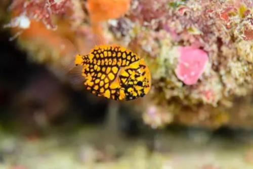 Интересные факты о морских обитателях. 12 самых невероятных фактов о морских животных, которые заставят вас удивляться!)