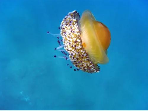 Интересные факты о морских обитателях. 12 самых невероятных фактов о морских животных, которые заставят вас удивляться!)