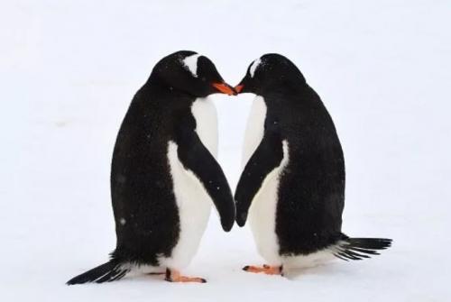 Интересные факты о морских обитателях. 12 самых невероятных фактов о морских животных, которые заставят вас удивляться!)