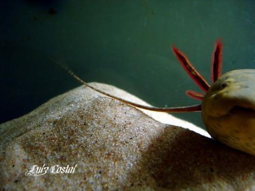 Протоптер рыба. Протоптеры (лат. Protopterus)