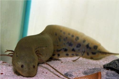 Протоптер рыба. Протоптеры (лат. Protopterus)