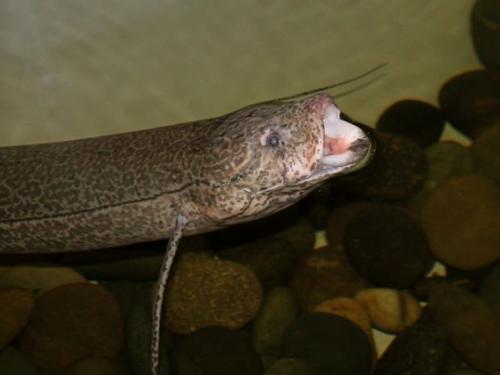 Протоптер рыба. Протоптеры (лат. Protopterus)