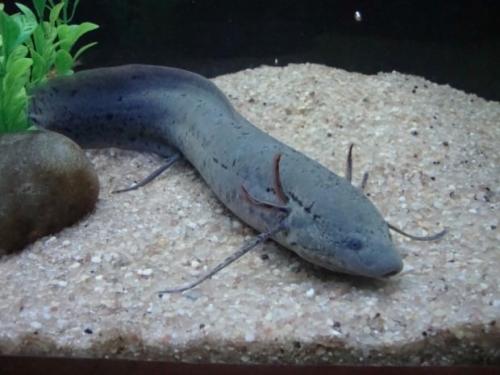 Протоптер рыба. Протоптеры (лат. Protopterus)