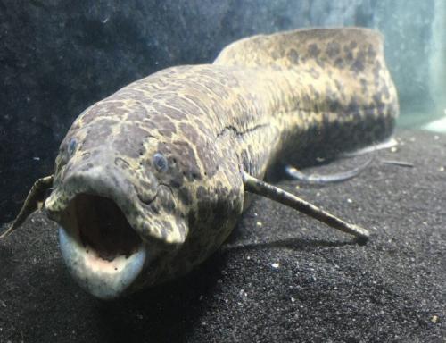 Рыба в норе земле живет. Протоптер-спящая под землёй рыба 09