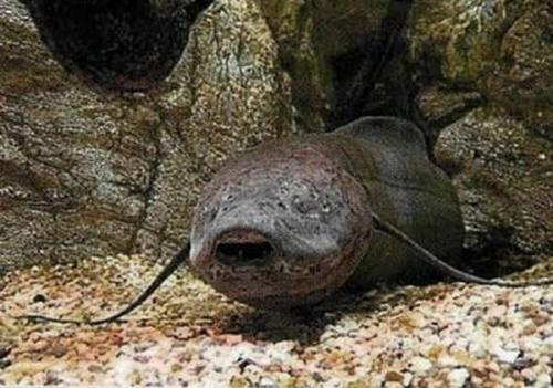 Ловля рыбы из под земли. Рыба живущая под землей в Африке ловят руками