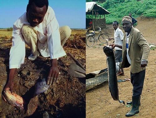 Рыба в норе земле живет. Протоптер-спящая под землёй рыба 12