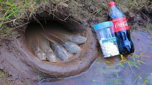 Рыба в норе земле живет. Протоптер-спящая под землёй рыба 13