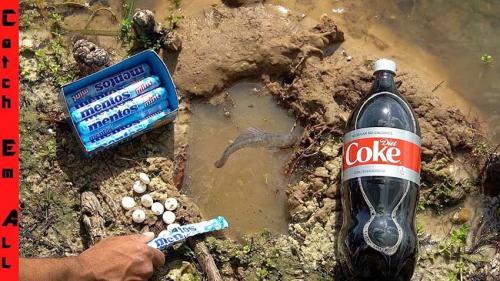 Рыба в норе земле живет. Протоптер-спящая под землёй рыба 14