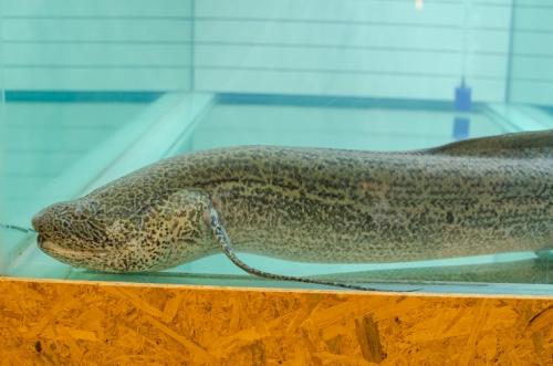 Что за рыбу ловят в норах. Протоптер – древняя двоякодышащая рыба