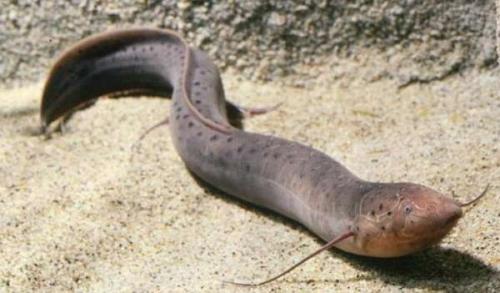 Ловля рыбы из под земли. Рыба живущая под землей в Африке ловят руками