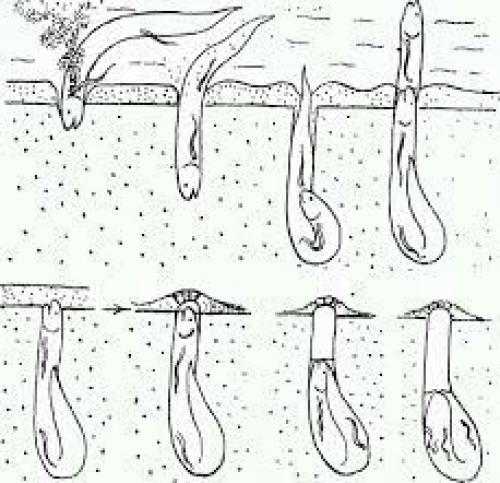 Рыба в норе земле живет. Протоптер-спящая под землёй рыба