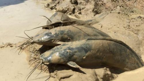 Расскажем о рыба живущая в грязи. Что за вид