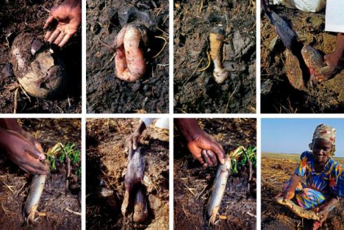 Протоптер, как ловят. Протоптер —, что это за рыба и почему ее не ловят на удочку