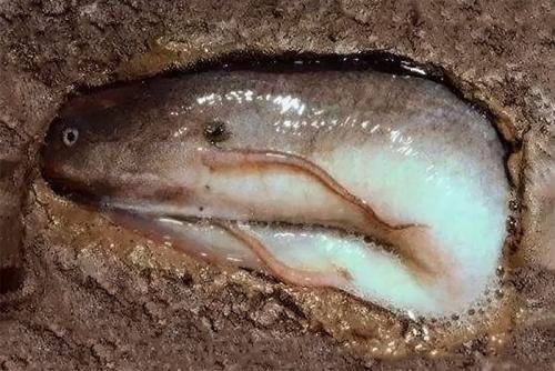 Протоптер, как ловят в африке. Протоптер —, что это за рыба и почему ее не ловят на удочку