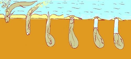 Протоптер, как ловят. Протоптер —, что это за рыба и почему ее не ловят на удочку