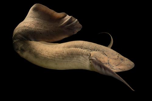 Протоптер, как ловят. Протоптер —, что это за рыба и почему ее не ловят на удочку