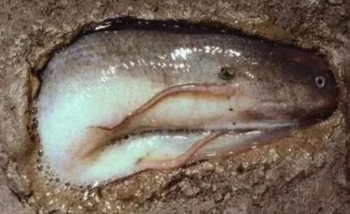 Рыба протоптер, как готовят. Что за вид 14 Рыба протоптер, как готовят. Что за вид 14