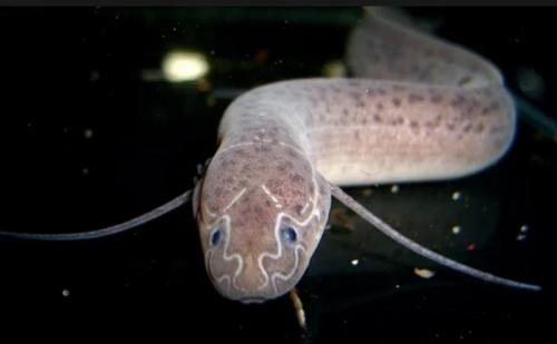 Рыба протоптер, как готовят. Что за вид 10 Рыба протоптер, как готовят. Что за вид 10