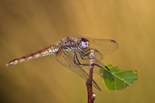 99 малоизвестных фактов обо всем. Малоизвестные факты обо всем на свете 16 99 малоизвестных фактов обо всем. Малоизвестные факты обо всем на свете 16