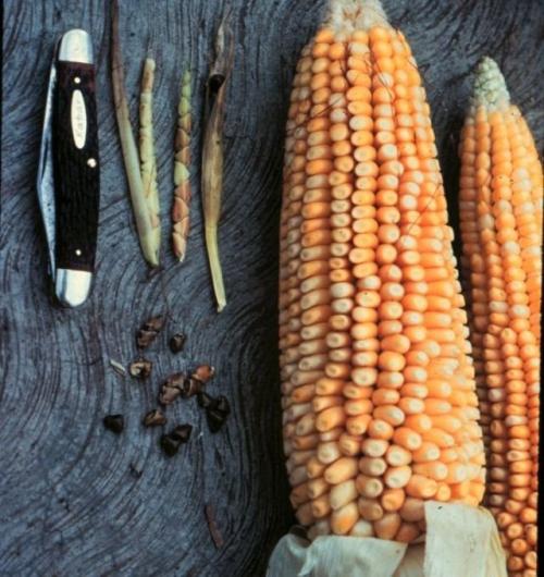 Познавательные факты обо всем на свете. Подборка интересных фактов обо всем на свете (15 фото)