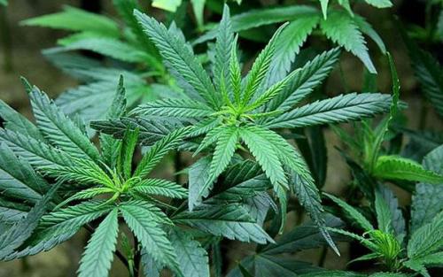 Смешные налоги, от которых становиться не до смеху.