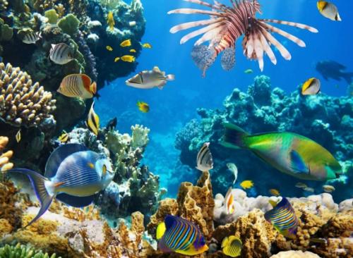 На сколько процентов изучен океан 2023. Наша планета ещё до конца не изучена, особенно океанские глубины