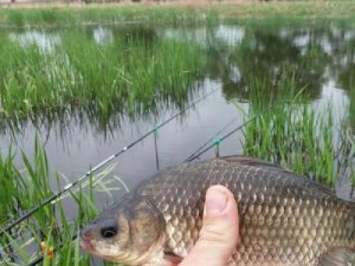 Какая роль погоды, связанной с ветром, в активности карасей. Какое направление ветра лучше для рыбалки на карася
