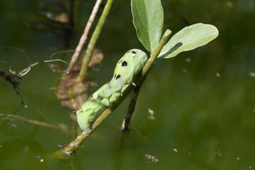 Влияние направления и силы ветра на клев рыбы Уверен. О влиянии направления и силы ветра на клев хищной рыбы