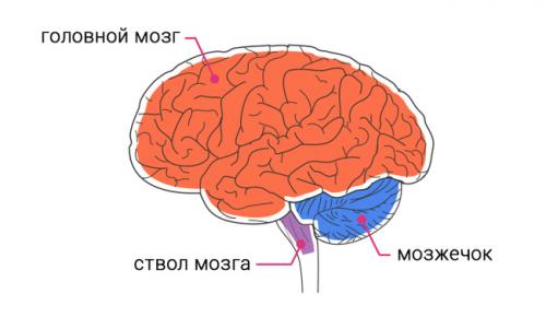 Какие факты о мозге можно узнать в этой статье. 20 интересных фактов и историй о человеческом мозге
