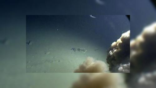 Какие животные способны жить без кислорода. Ученые обнаружили не нуждающихся в кислороде живых существ