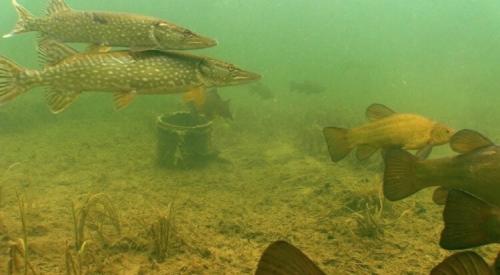 Можно ли ловить рыбу в ветреную погоду на озёрах. В какую погоду и время лучше ловить рыбу