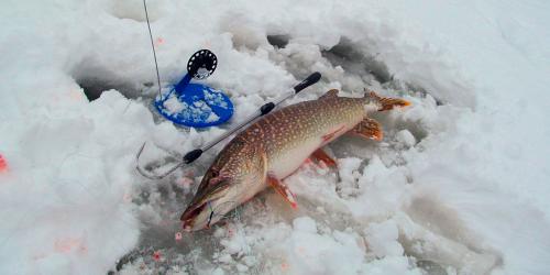 Когда весной начинает клевать рыба: полное руководство для рыбаков 02 Когда весной начинает клевать рыба: полное руководство для рыбаков 02