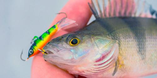 Когда весной начинает клевать рыба: полное руководство для рыбаков 01 Когда весной начинает клевать рыба: полное руководство для рыбаков 01