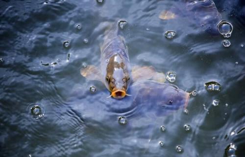 Как ночные похолодания влияют на утренний клёв. В какую погоду и время лучше ловить рыбу