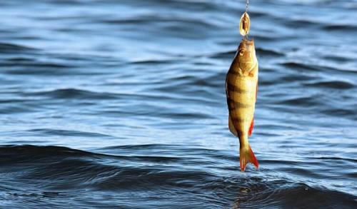 В какие времена суток рыба более активна при определенных погодных условиях. В какую погоду и время лучше ловить рыбу