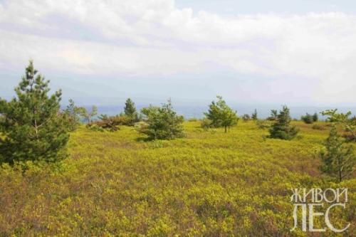 Какой ветер наиболее благоприятен для роста и развития растений. Уносящий влагу