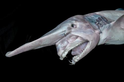 30 невероятных фактов для настоящих эрудитов. 10 УДИВИТЕЛЬНЫХ ФАКТОВ О МИРЕ