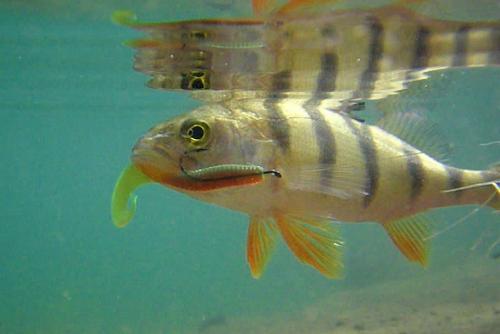 Рыбалка в Ленинградской области 2023—2024. Лунный календарь рыбака Ленинградской области на 3, 5, 7 и 10 дней 2023 года , рыбной ловли, прогноз клева рыбы на сегодня, завтра 02