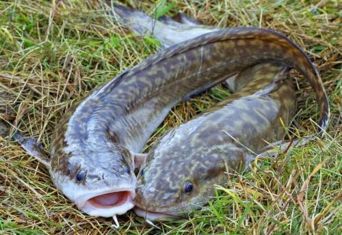 Рыбалка в ленобласти вк. Ладожское озеро