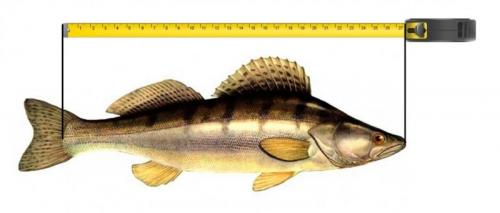 Какую рыбу сложнее всего поймать и какую легче всего. Какую пресноводную рыбу легче всего поймать? 06