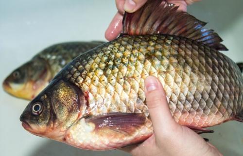 Какую рыбу проще всего поймать. Лёгкая добыча: какую рыбу проще всего поймать