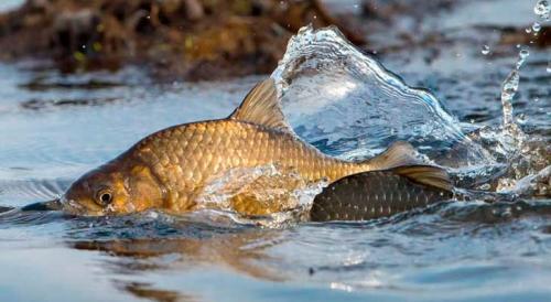 В какую погоду клюёт карась. Карась в дождь: активность клёва рыбы в пасмурную погоду