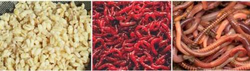 В какую погоду клюёт карась. Карась в дождь: активность клёва рыбы в пасмурную погоду