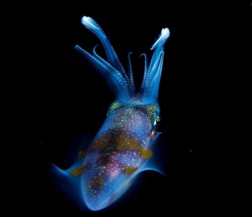 Интересные факты о животных с картинками. Интересные факты о животных, которых многие не знают (14 фото)