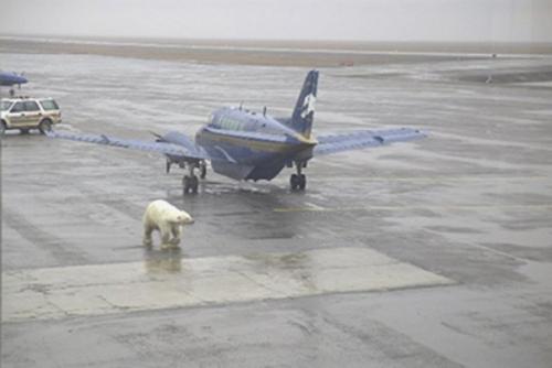 Отборные факты о России по версии иностранцев. Забавные факты о России устами иностранцев