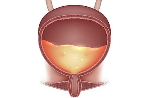 Сколько держится алкоголь в крови и моче. Сколько держится алкоголь в моче